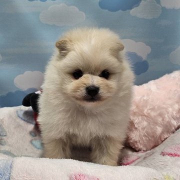 ポメラニアン【東京都・男の子・2025年10月19日・クリーム】の写真「モフモフ💓コロコロの男の子♠️」