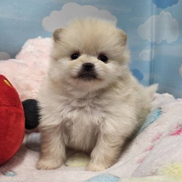 ポメラニアン【東京都・男の子・2025年10月19日・クリーム】の写真「小さなタイプの可愛い男の子♠️」