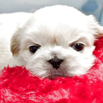 ペキニーズ【東京都・男の子・2025年9月13日・クリーム】の写真「優しい毛色のほんわか男子♠️」