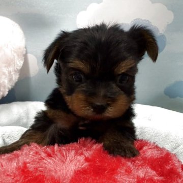 ヨークシャーテリア【東京都・男の子・2025年9月27日・スティールブルー&タン】の写真「クリッとお目目の男の子♠️」