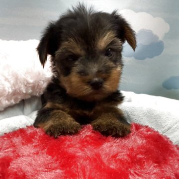 ヨークシャーテリア【東京都・女の子・2025年9月27日・スティールブルー&タン】の写真「おっとりした女の子❤️」