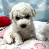 ビションフリーゼ