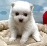 ポメラニアン