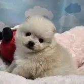 ポメラニアン【東京都・男の子・2025年10月19日・クリーム】の写真2