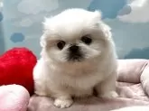 ペキニーズ【東京都・女の子・2025年2月9日・ホワイト】の写真2