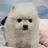 ポメラニアン【東京都・男の子・2025年10月19日・クリーム】の写真3