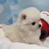 ポメラニアン【東京都・男の子・2025年10月19日・クリーム】の写真4