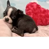 ボストンテリア【東京都・男の子・2025年3月29日・ボストンカラー】の写真6