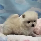 ポメラニアン【東京都・男の子・2025年10月19日・クリーム】の写真7