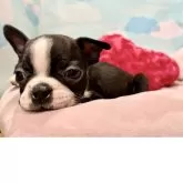 ボストンテリア【東京都・男の子・2025年3月29日・ボストンカラー】の写真8