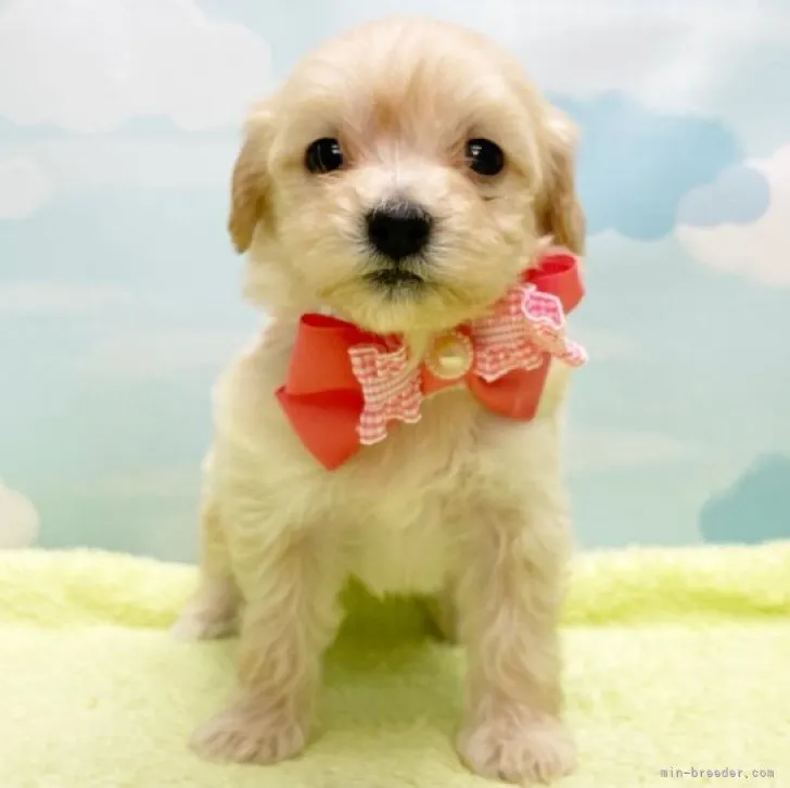 ID：2304-02198の子犬