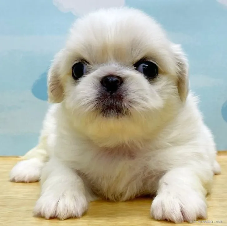 ID：2307-01241の子犬