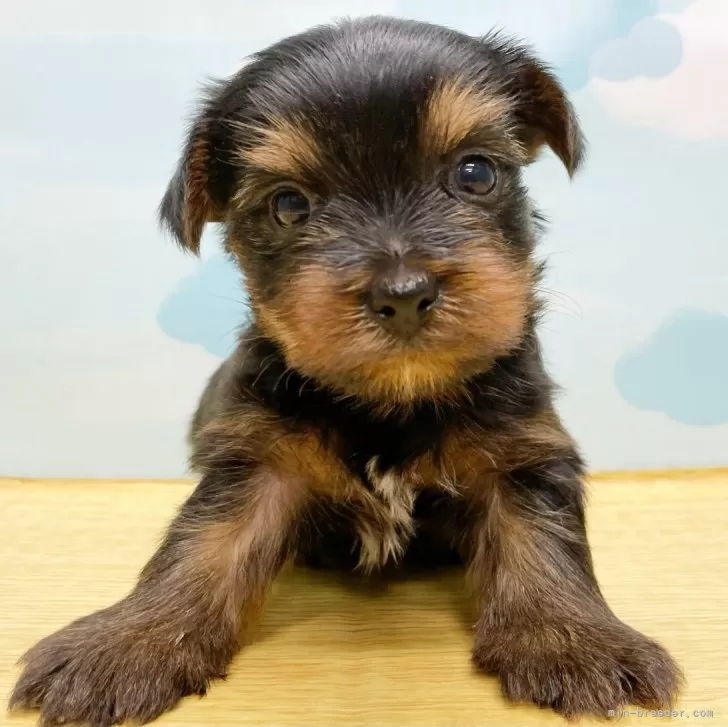 ID：2405-01710の子犬