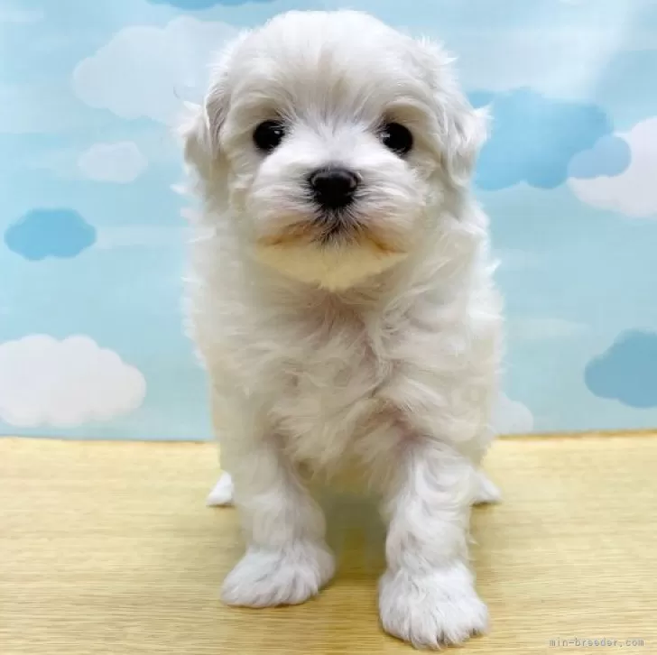 ID：2312-01074の子犬