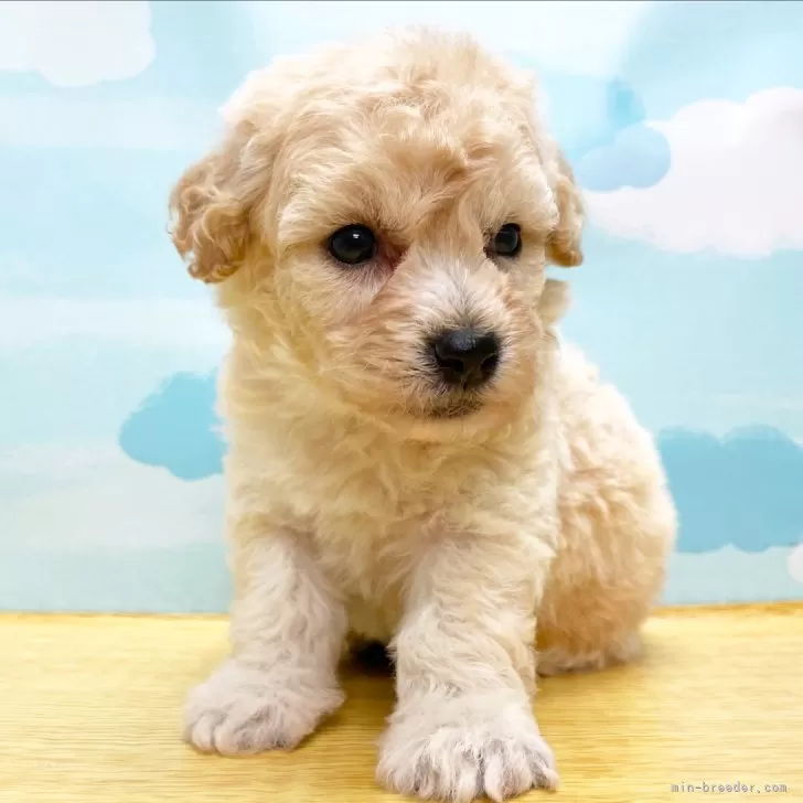 ID：2404-05235の子犬