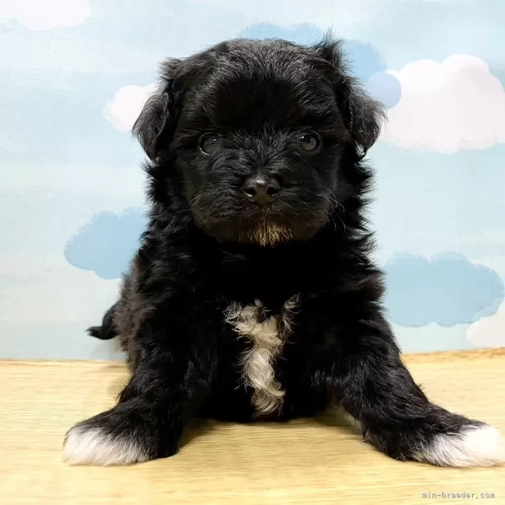ふふ 様のお迎えした子犬