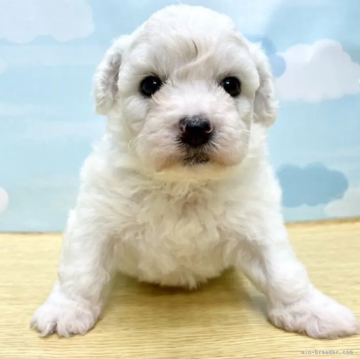 ID:2310-00928の子犬