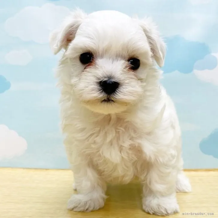 ID:2306-04688の子犬