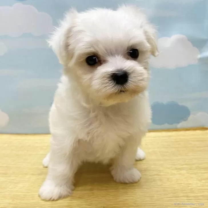 ID:2408-01598の子犬
