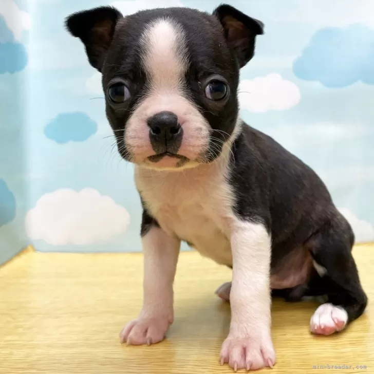 ID:2404-00432の子犬