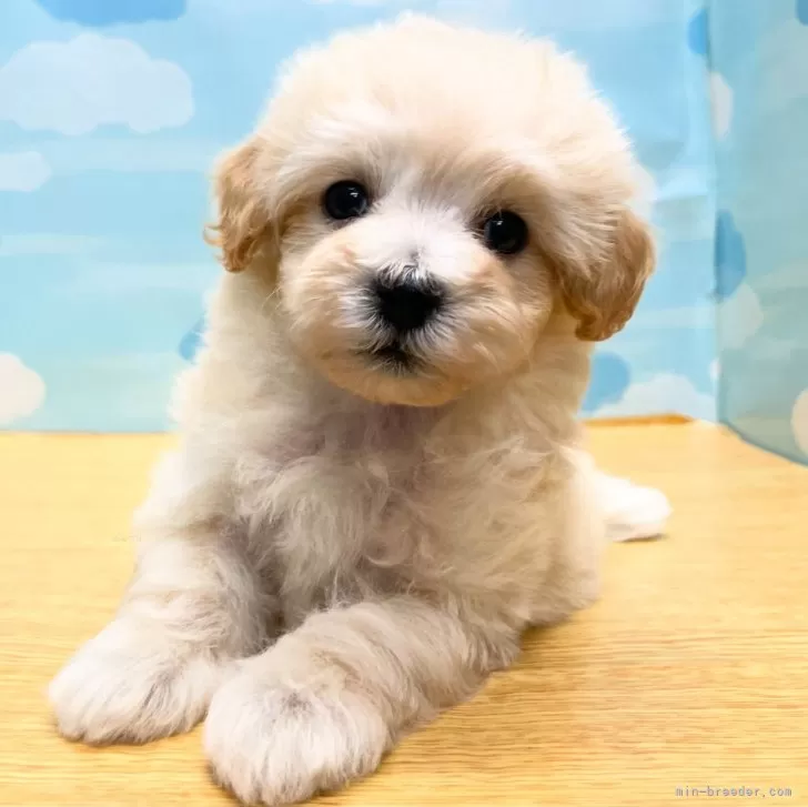 ID：2407-05524の子犬