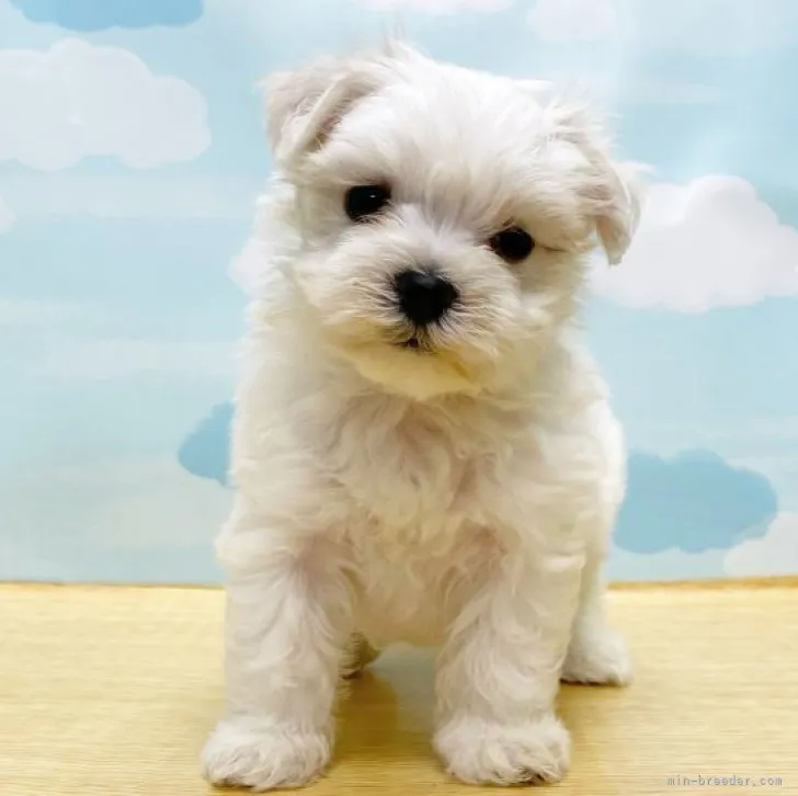 ID：2306-04692の子犬
