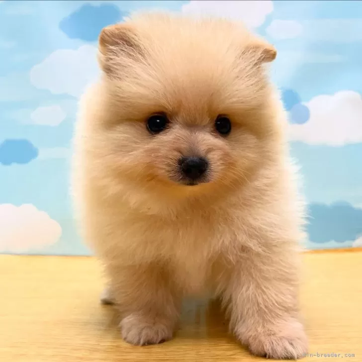 M.K 様のお迎えした子犬