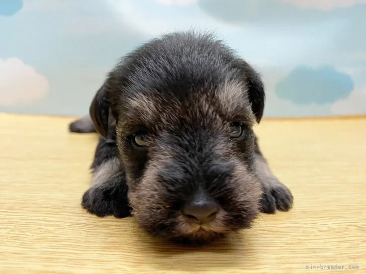 ID:2212-01840の子犬