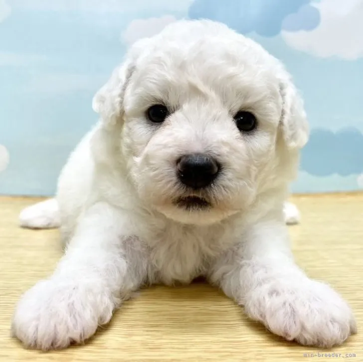 ID：2310-00934の子犬
