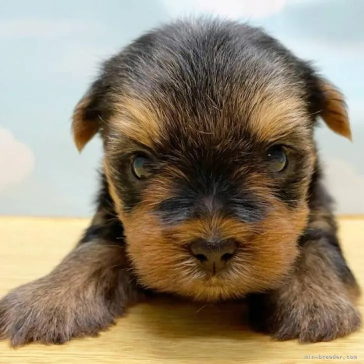 ID：2211-01688の子犬