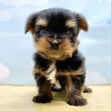 ヨークシャーテリア【東京都・男の子・2023年9月3日・スティールブルー&タン】の写真「⭐️好奇心旺盛な男の子⭐️」