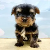 ヨークシャーテリア【東京都・男の子・2023年9月3日・スティールブルー&タン】の写真1