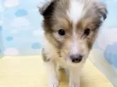 シェットランドシープドッグ【東京都・女の子・2024年7月7日・セーブル&ホワイト】の写真2