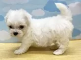 マルチーズ【東京都・女の子・2024年6月28日・ホワイト】の写真3