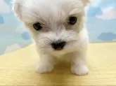 マルチーズ【東京都・女の子・2024年6月28日・ホワイト】の写真4