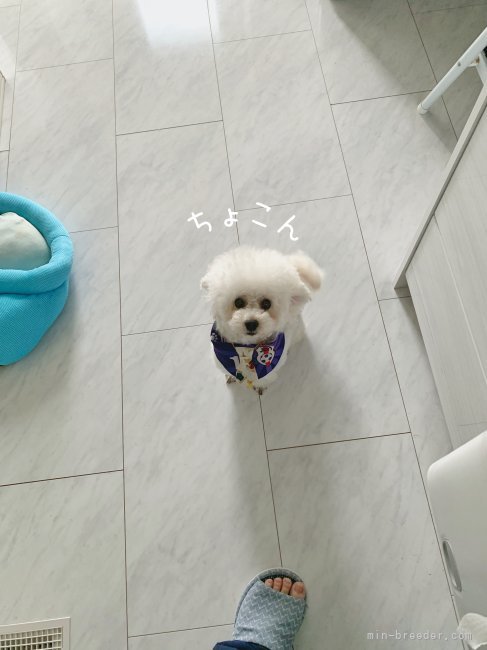 タイニーサイズドワーフタイプの交配犬｜高木　美和(たかぎ　みわ)ブリーダー(熊本県・トイプードルなど・JKC登録)の紹介写真9
