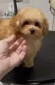 ティーカッププードル【熊本県・女の子・2024年11月16日・アプリコット】の写真3