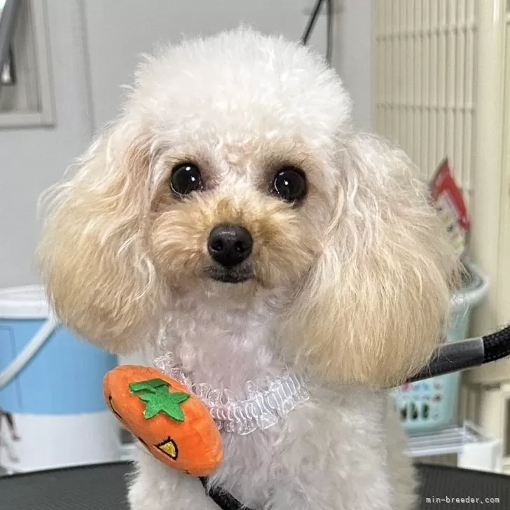 ティーカッププードル【熊本県・女の子・2024年11月16日・アプリコット、シャンパン】の写真1「10/07現在体重1150gです😭小さくて💘沢山食べさせていますが🐾😭💘」