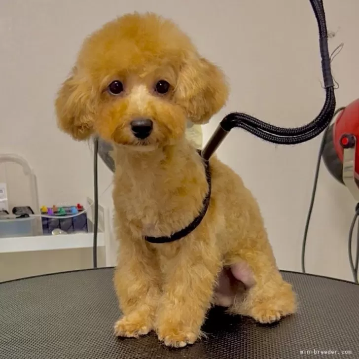 ID：2501-01631の子犬