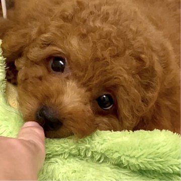 トイプードル(タイニー)【熊本県・男の子・2025年2月12日・レッド】の写真「落ち着いたくまさんタイプです🥰💗垂れ目です🥹」