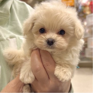 マルプー(トイプードル×マルチーズ)【熊本県・男の子・2025年8月23日・クリーム】の写真「💕兄弟の中で一番ちっちゃく💓可愛すぎ」