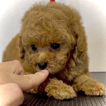 トイプードル(タイニー)【熊本県・男の子・2025年5月10日・レッド】の写真「おっとりもふもふな男の子」