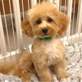 トイプードル(タイニー)