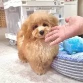 ティーカッププードル