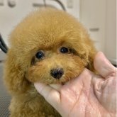 トイプードル(タイニー)