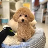 タイニープードル