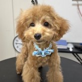 トイプードル(タイニー)