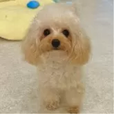ティーカッププードル