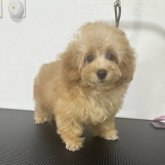 トイプードル(ティーカップ)