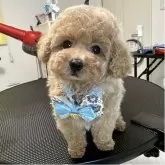 ティーカッププードル